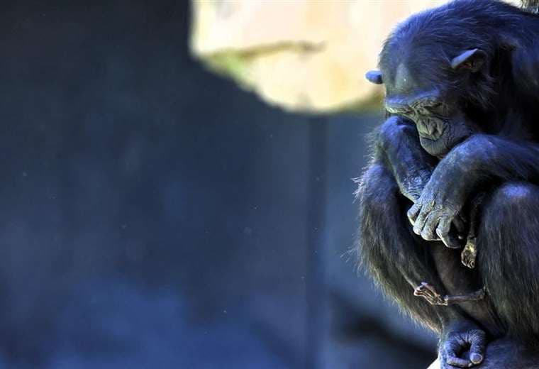 Emotivo duelo de Natalia, la chimpancé que no quiere separarse de su cría muerta hace 3 meses