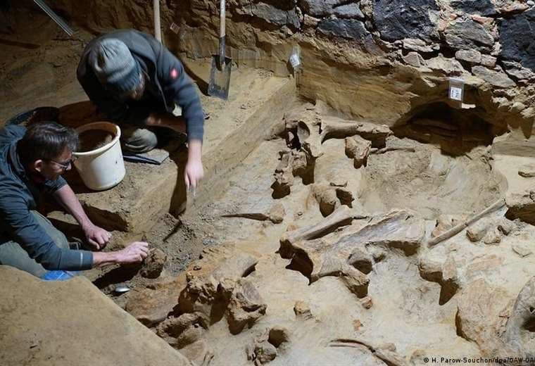 Hombre encuentra tres esqueletos de mamut en su bodega de vinos