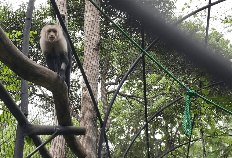 14 animales del Simón Bolívar han muerto tras su reubicación en Zooave