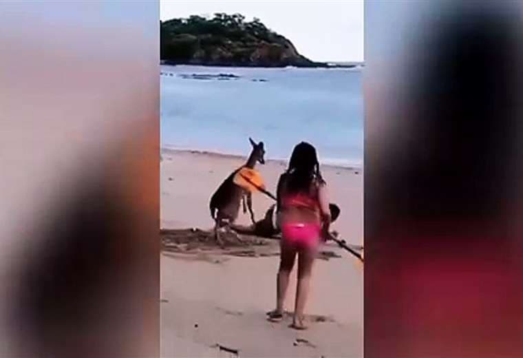 Video: Venado ataca a turista en Playa Curú de Paquera