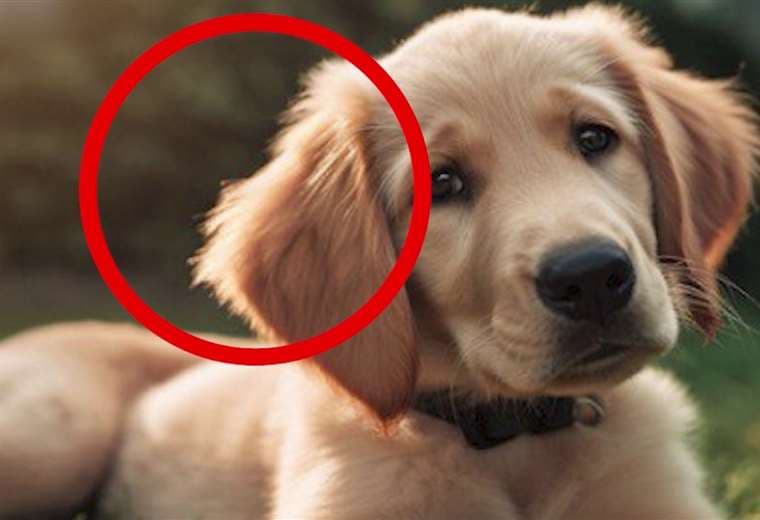 ¿Sabe cómo diferenciar una imagen real de una creada con inteligencia artificial?