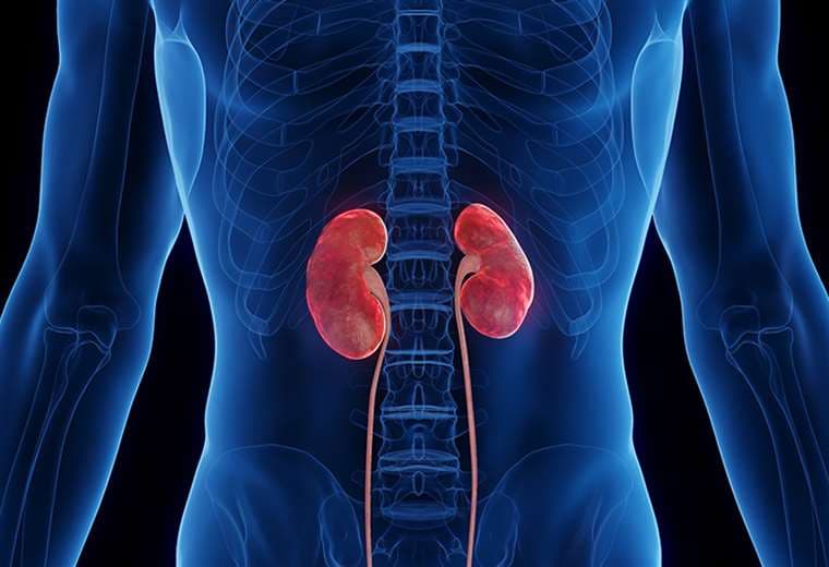 Hábitos para cuidar sus riñones
