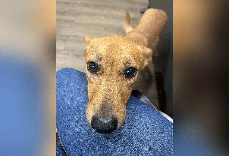 Adopte a un amigo fiel: ‘Balí’