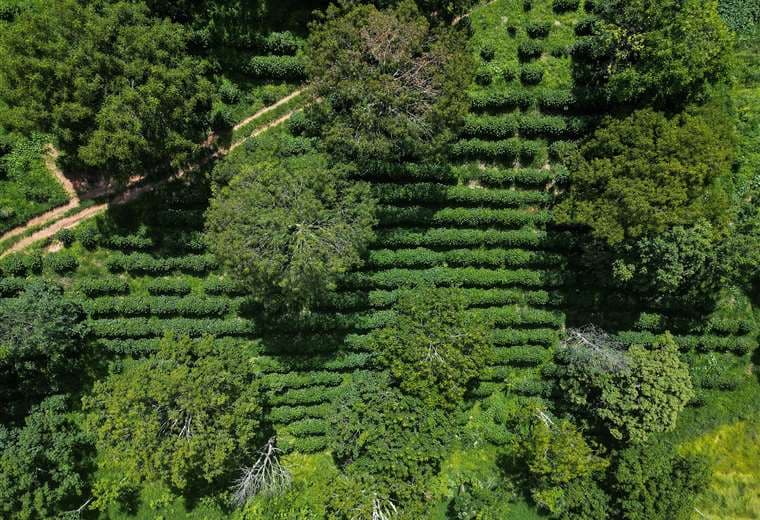 UCR pide frenar incorporación a Acuerdo Transpacífico por riesgos "devastadores" para agro