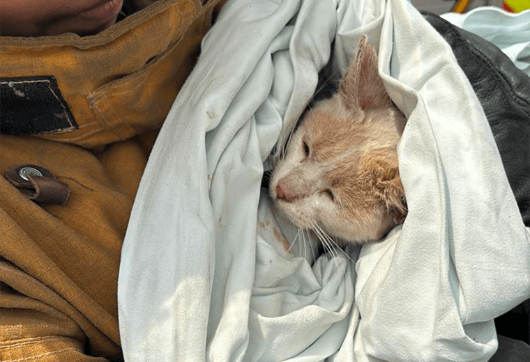 Bomberos piden conciencia tras rescate viral de gato atrapado en árbol de 12 metros