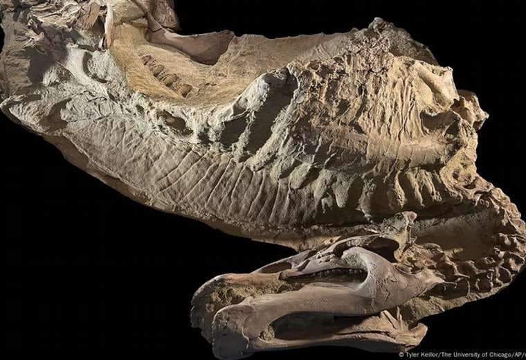 Dinosaurios "momia" revelan algo inesperado de su apariencia