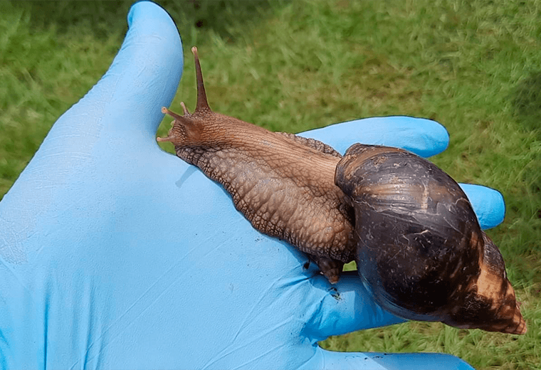Detectan segundo foco de caracol gigante africano en Heredia