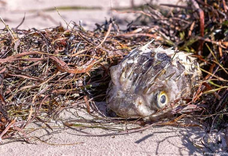 Alga tóxica causa “desastre climático devastador” en Australia