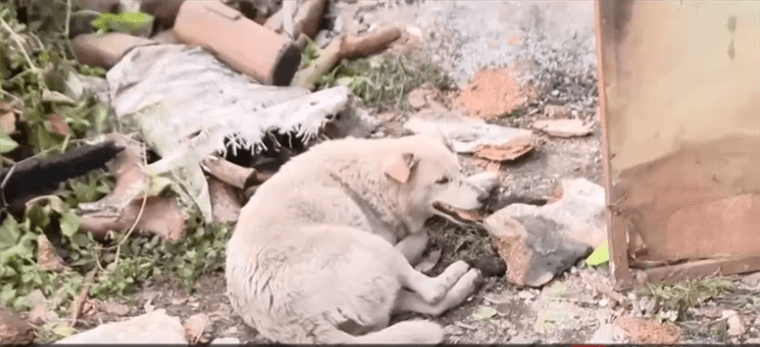 “Macho”, el perro que sufrió quemaduras en hocico y orejas tras mortal incendio en Heredia