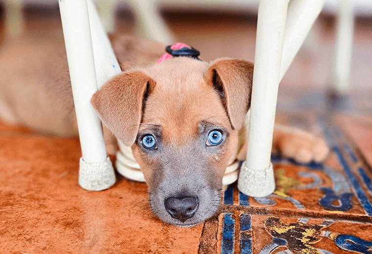 Adopte a un amigo fiel: "Charlie"