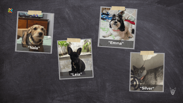 ¡De vuelta a casa! Casos recientes de mascotas extraviadas en Costa Rica