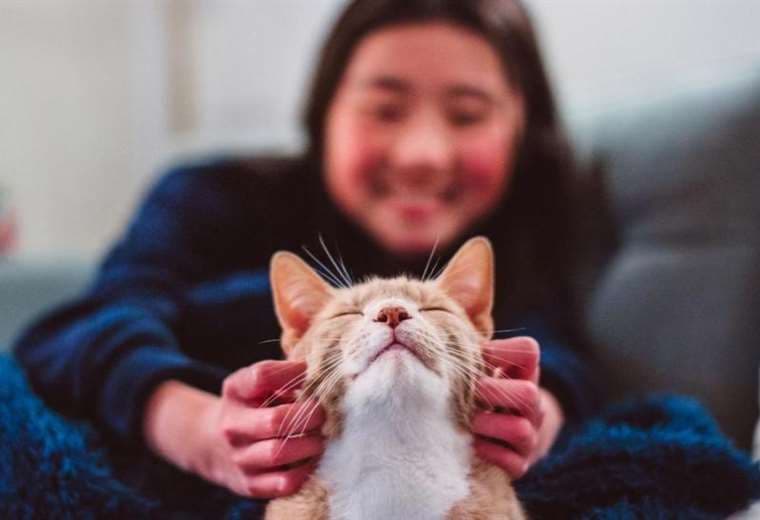 Los gatos se convirtieron en nuestras mascotas mucho más tarde de lo que se pensaba