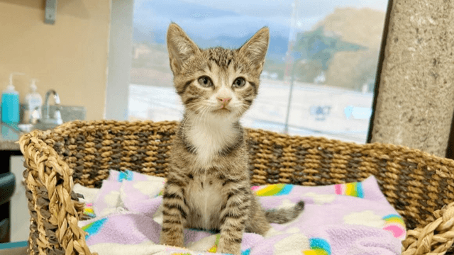 Adopte a un amigo fiel: 'Nilo'