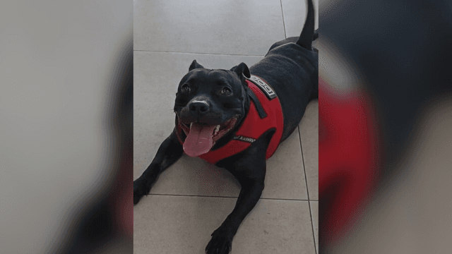 Adopte a una amiga fiel: 'Hera'