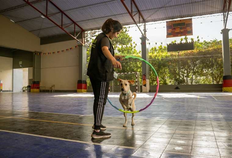 ¿Gimnasios para perros en Costa Rica? Una realidad cada vez más cercana