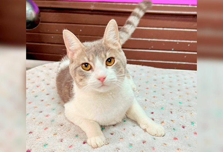 Adopte a una amiga fiel: ‘Minnie’