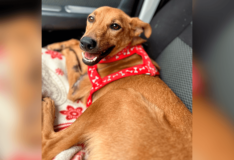 Adopte a un amigo fiel: ‘Bali’