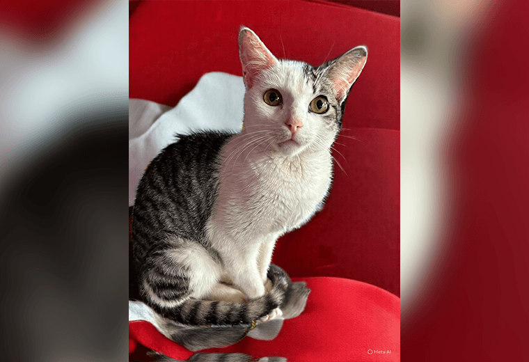 Adopte a un amigo fiel: 'Patacón'