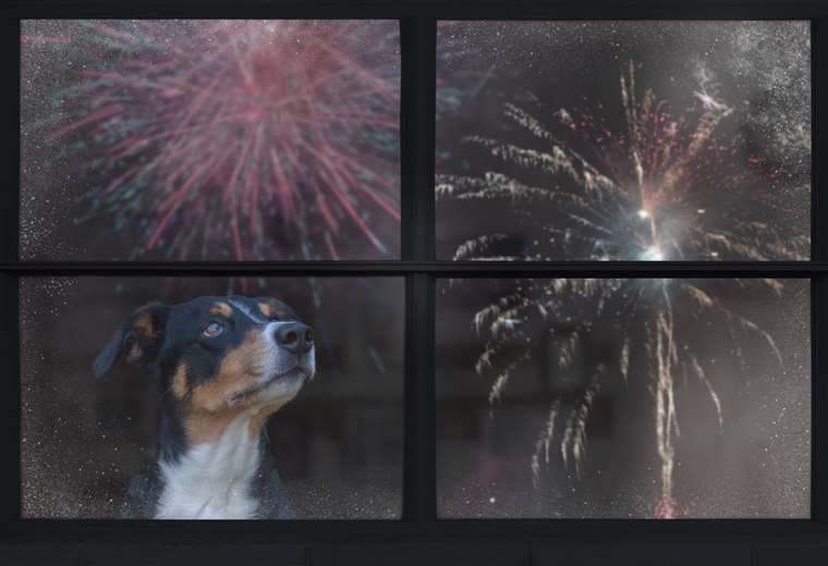 ¿Qué pasa en los oídos de los animales cuando escuchan fuegos artificiales?
