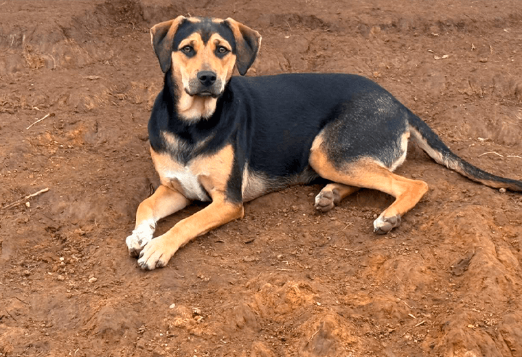 Adopte a una amiga fiel: 'Eliza'