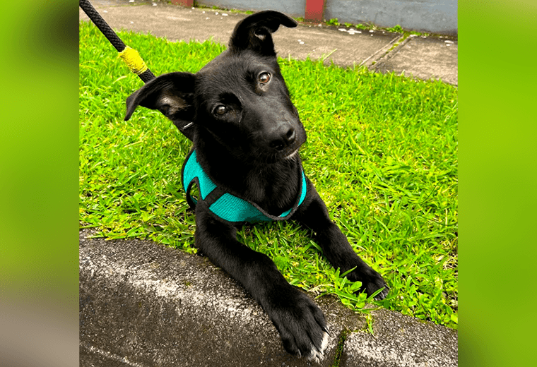 Adopte a un amigo fiel: 'Tchala'