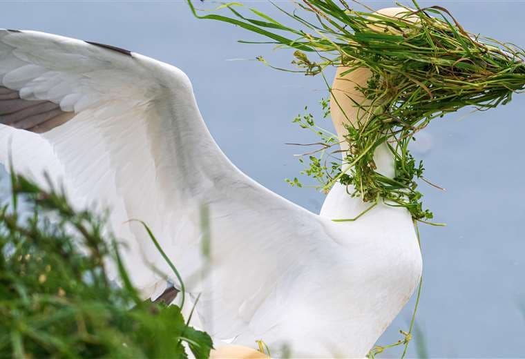 Premios Nikon de la vida silvestre: las fotos de animales más divertidas de 2025