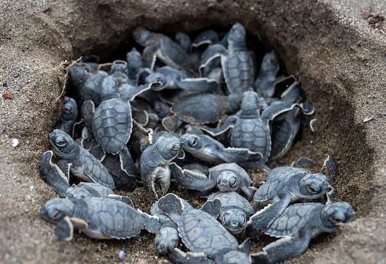 Seis buenas noticias para el medio ambiente y la naturaleza en 2025