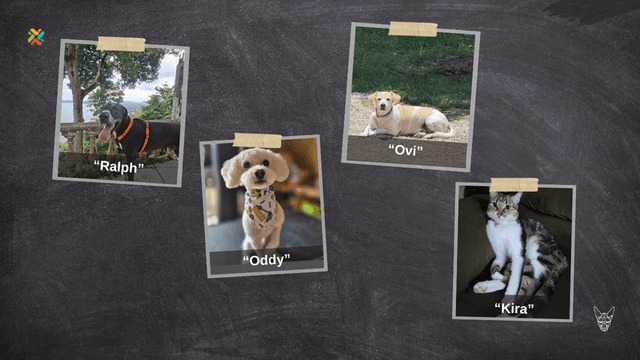 ¿Las ha visto? Ayude a estas mascotas extraviadas a volver a sus hogares