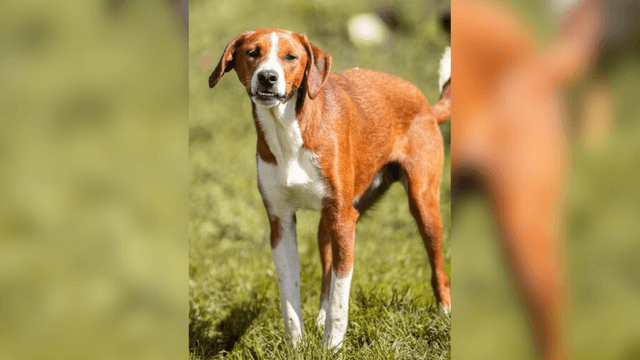 Adopte a un amigo fiel: ‘Ramón’