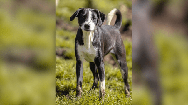 Adopte a una amiga fiel: ‘Elisa’