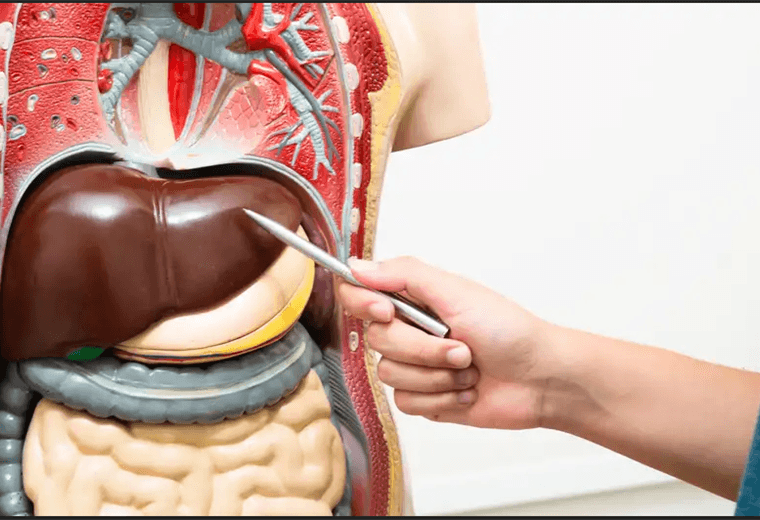 Revelan nuevo mecanismo de regeneración rápida del hígado