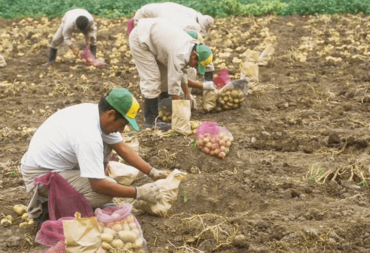 Edad promedio de agricultores ticos preocupa al sector porque ronda los 53 años