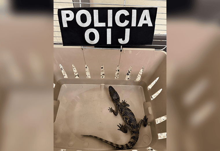 Hombre fue detenido cuando estaba vendiendo caimán en Aserrí