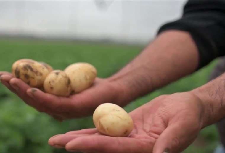 Papa vuelve a precios accesibles para las familias costarricenses