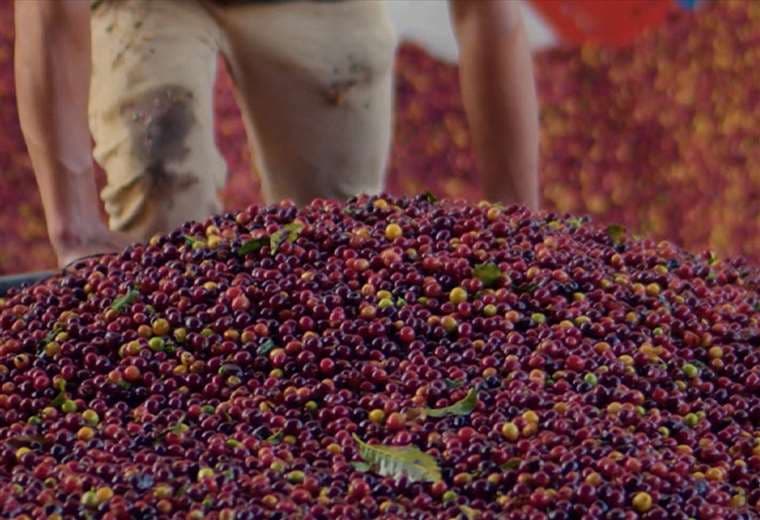 Así se vendió el Café de Costa Rica en subasta electrónica internacional