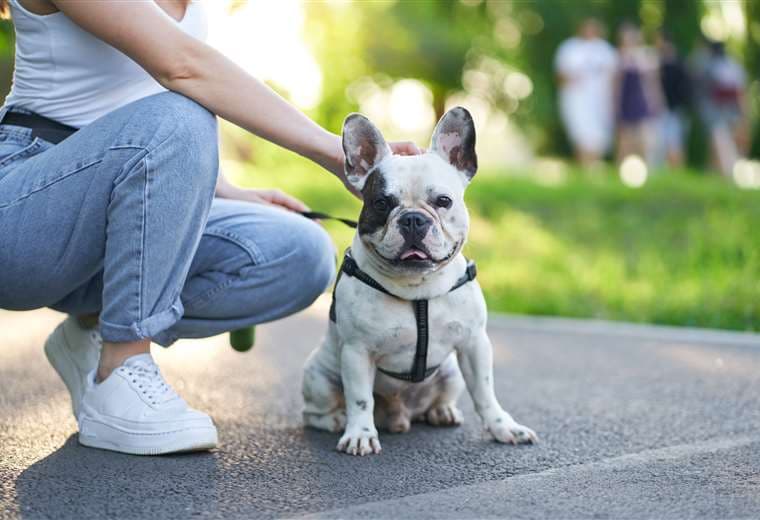 Día del Perro: Consejos de oro para mascotas que viven en clima tropical
