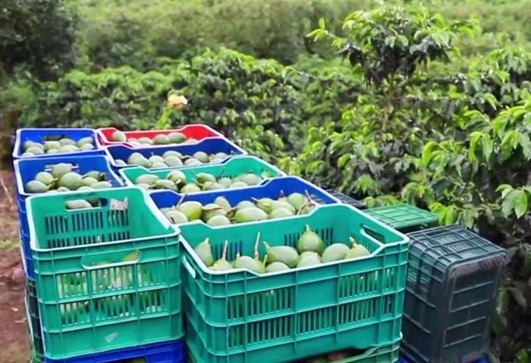 Productores de aguacate celebran fallo que frena importación sin controles