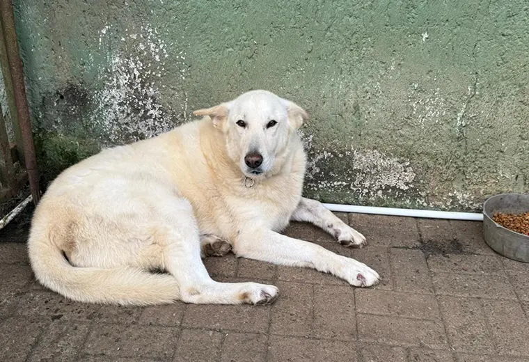 Adopte a un amigo fiel: 'Simón'