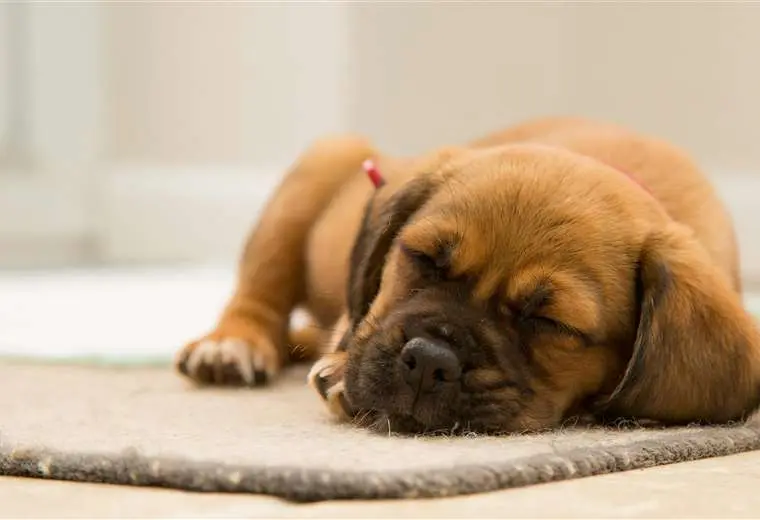 Conciertos para mascotas y 'playlists' relajantes: la música como terapia animal