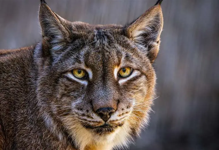 Zoológico de Dinamarca pide donaciones de mascotas no deseadas para alimentar a sus depredadores