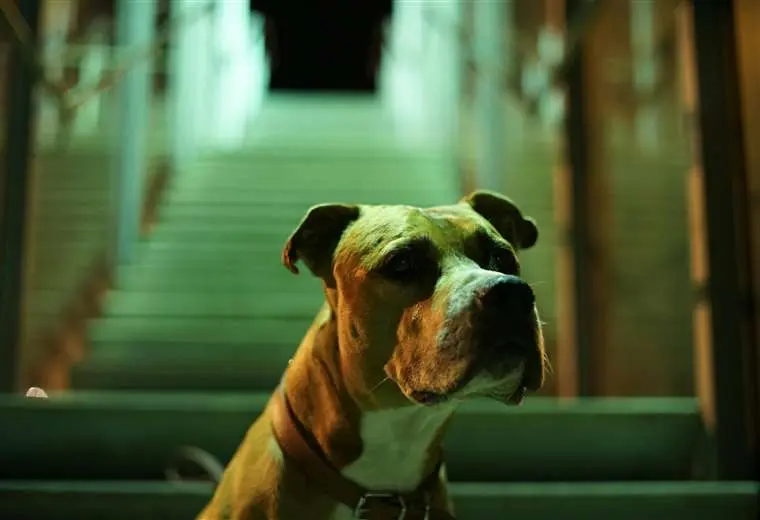 Mascotas y estrés en espacios públicos: recomendaciones para evitar incidentes