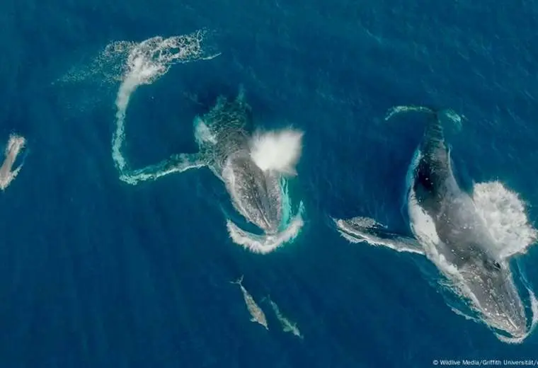 Científicos captan a ballenas y delfines jugando juntos