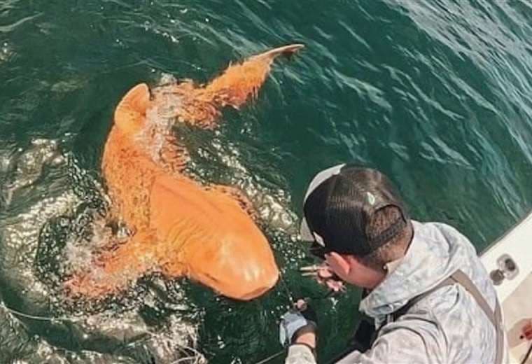 Un tiburón naranja pone a Costa Rica en el ojo del mundo