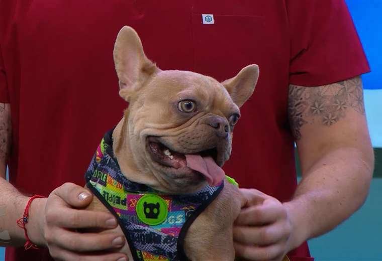 Bulldogs franceses: todo lo que debes saber antes de tener uno en casa