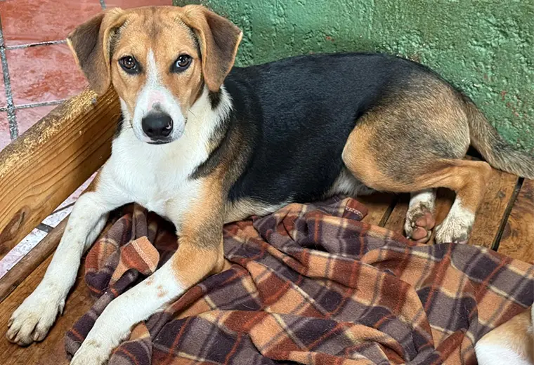 Adopte a un amigo fiel: 'Diego'