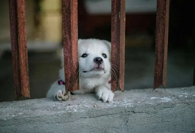 Crueldad y maltrato animal: cuáles son las sanciones y qué dice la ley