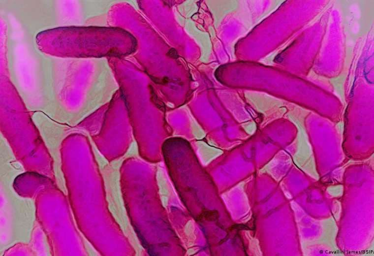 El raro síndrome intestinal que emborracha sin beber alcohol