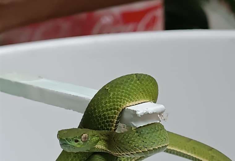 Trasladan de urgencia a niña de 5 años mordida por serpiente venenosa