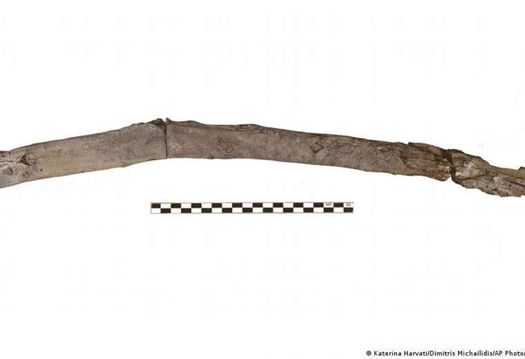 Arqueólogos hallan herramientas de madera más antiguas del mundo