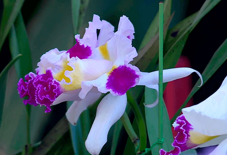 Prefloración: el proceso clave para flores más grandes y duraderas